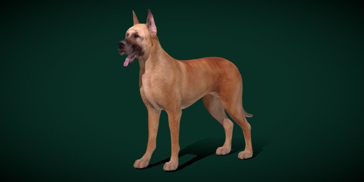 Great Dane Dog Breed  3D model_18