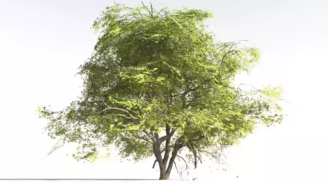 EVERYPlant Japanese Maple 4 --18 Models--