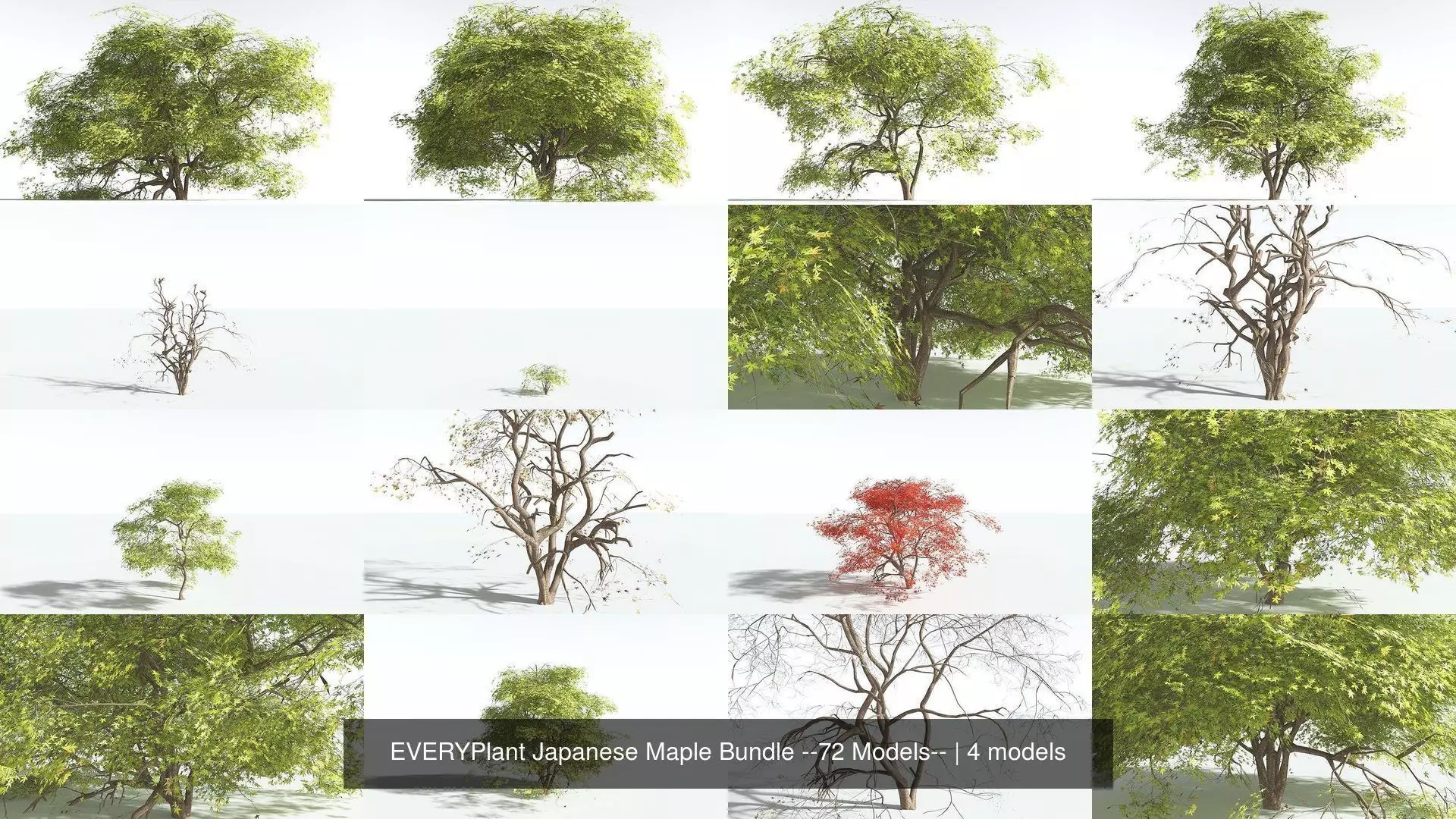 EVERYPlant Japanese Maple Bundle --72 Models-- 3D Model Collection_0