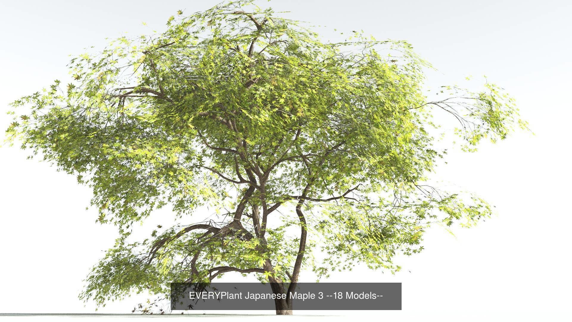 EVERYPlant Japanese Maple Bundle --72 Models-- 3D Model Collection_3