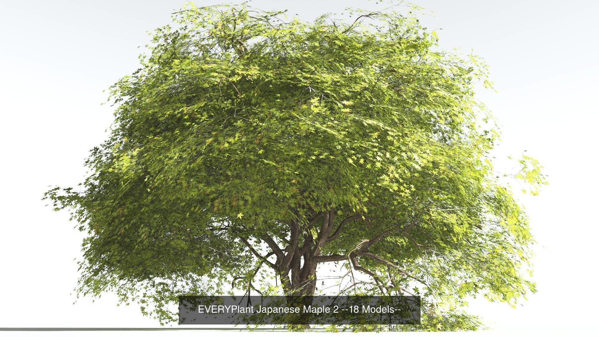EVERYPlant Japanese Maple Bundle --72 Models-- 3D Model Collection_2