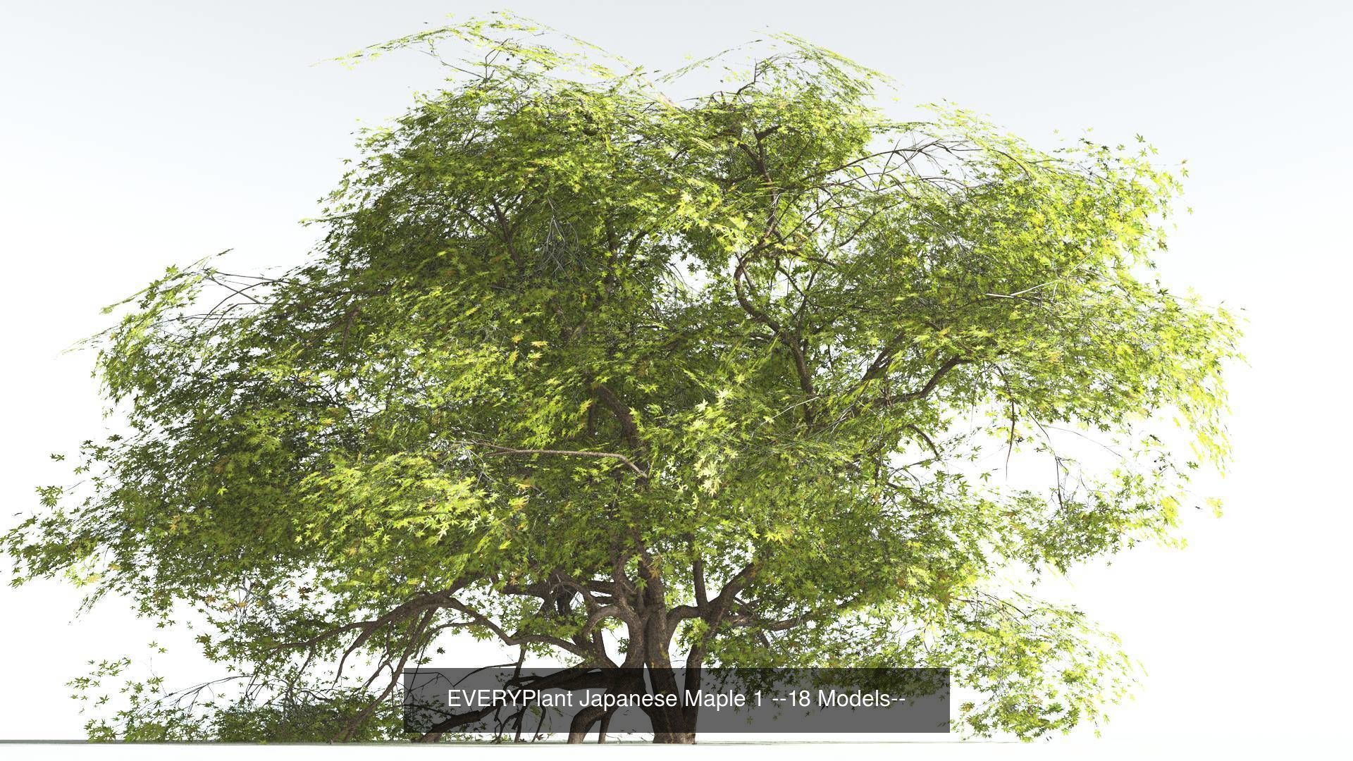 EVERYPlant Japanese Maple Bundle --72 Models-- 3D Model Collection_1