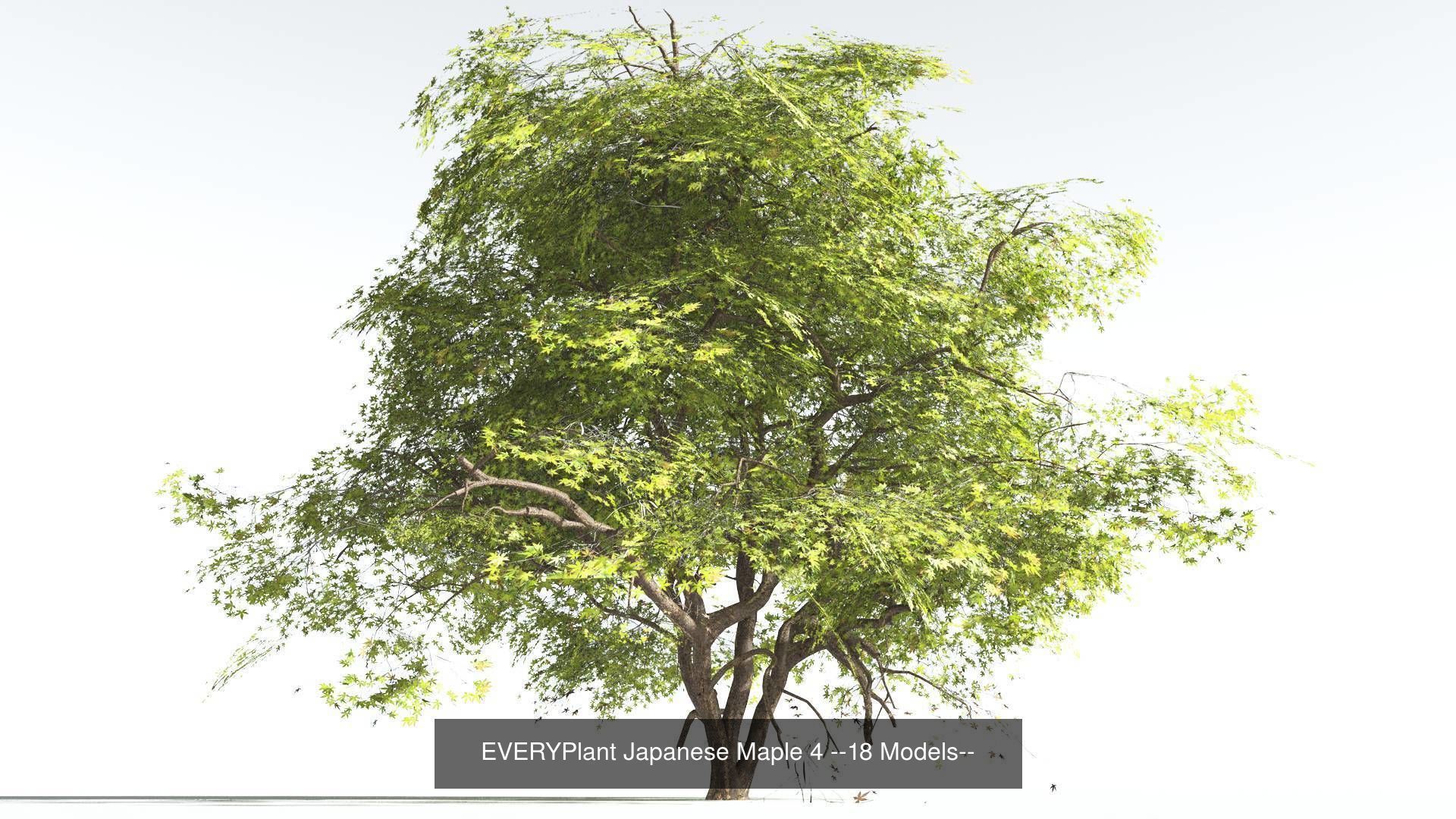 EVERYPlant Japanese Maple Bundle --72 Models-- 3D Model Collection_4