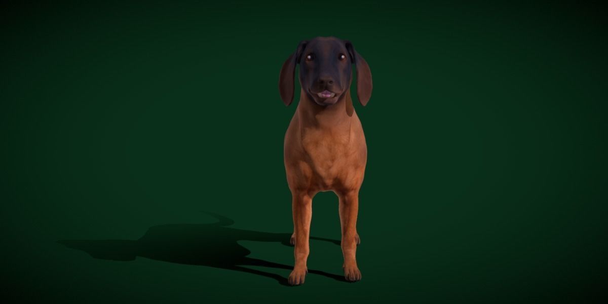 Bavarian Mountain Hound Dog Breed 3D model_9