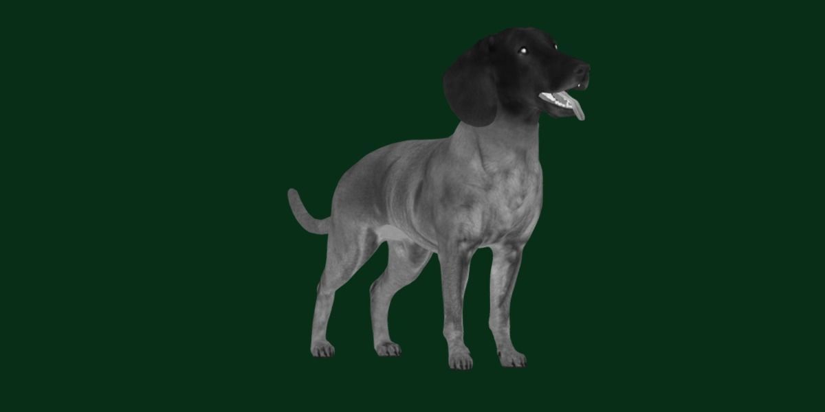Bavarian Mountain Hound Dog Breed 3D model_15
