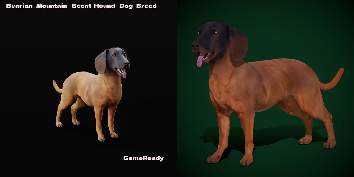 Bavarian Mountain Hound Dog Breed 3D model_2