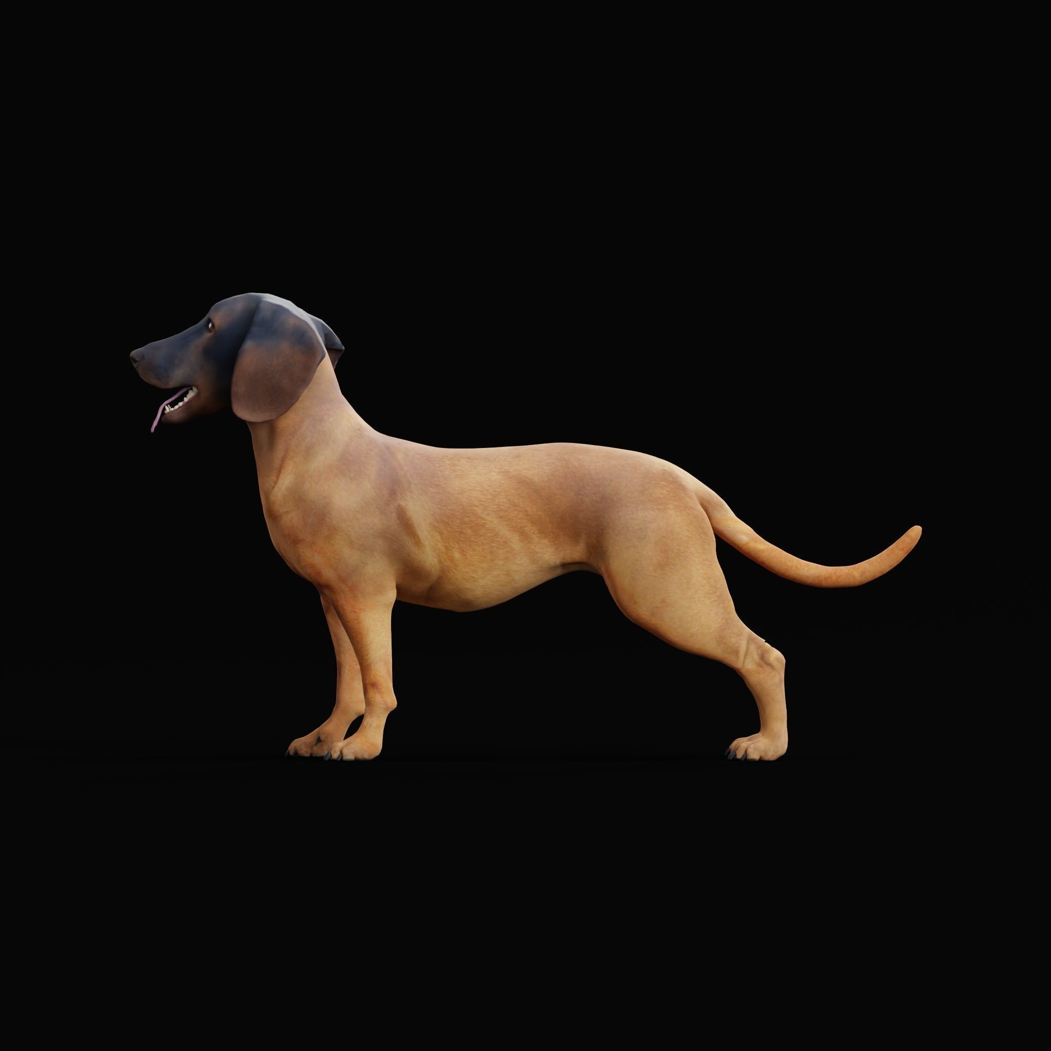 Bavarian Mountain Hound Dog Breed 3D model_20