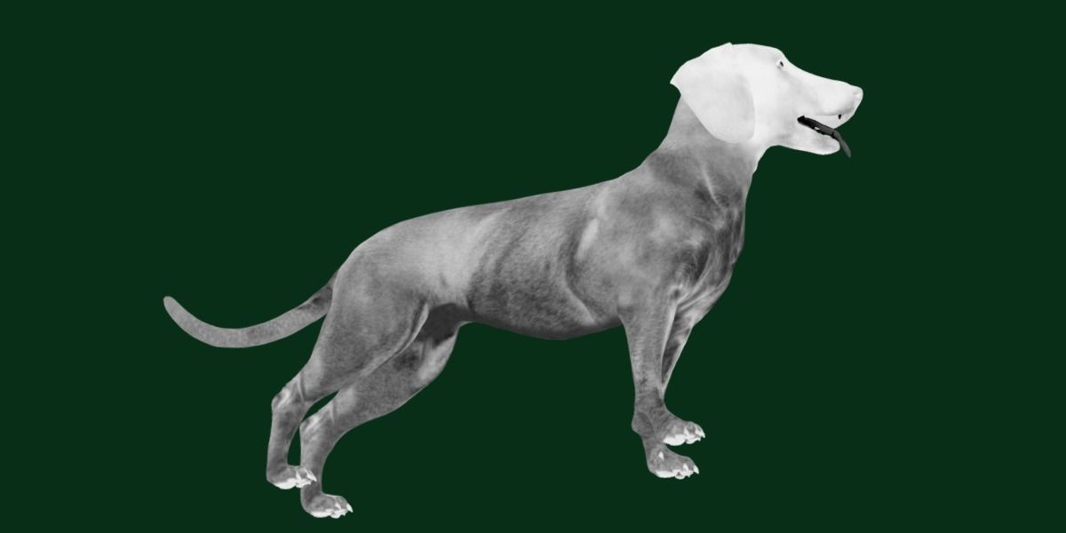 Bavarian Mountain Hound Dog Breed 3D model_14