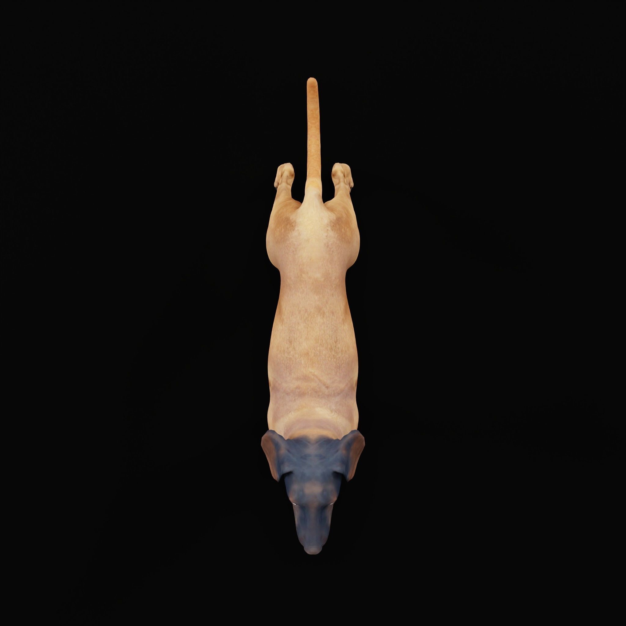 Bavarian Mountain Hound Dog Breed 3D model_21