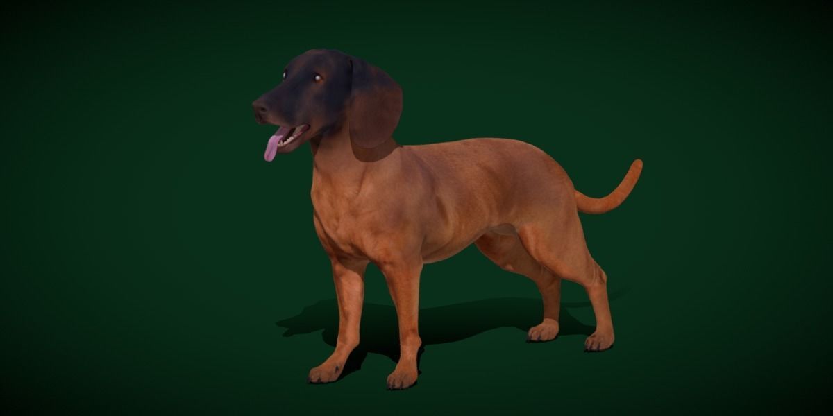 Bavarian Mountain Hound Dog Breed 3D model_17