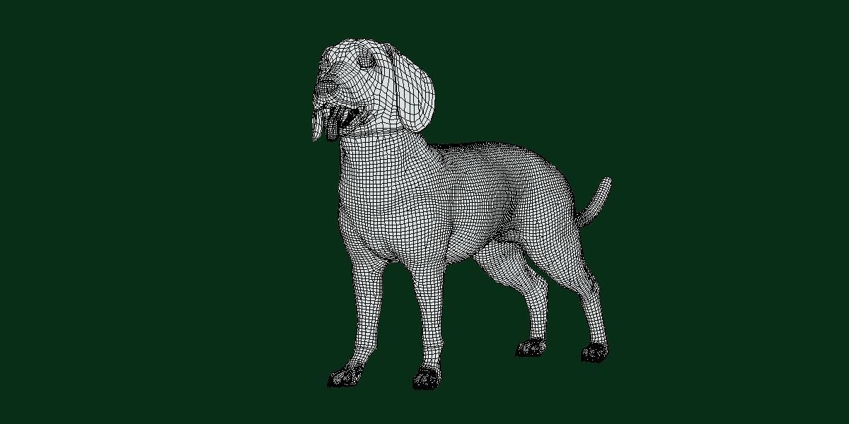 Bavarian Mountain Hound Dog Breed 3D model_4