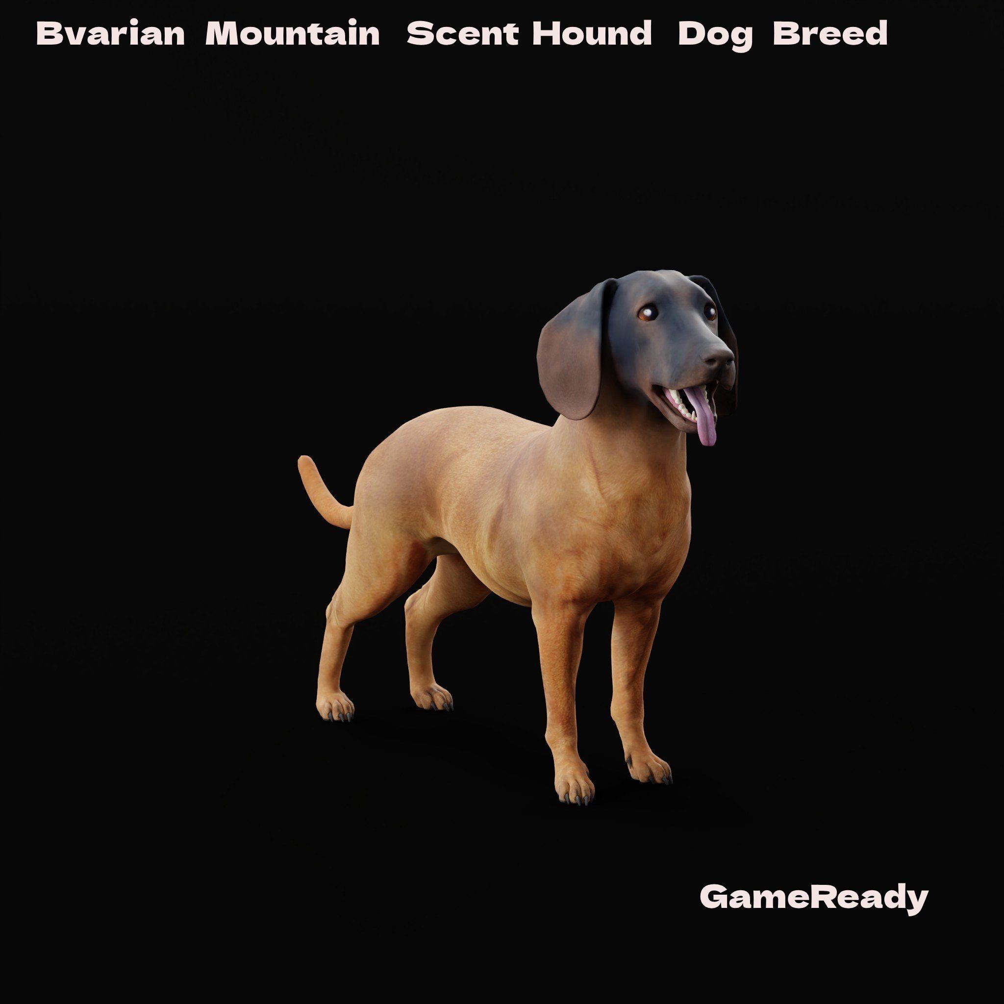 Bavarian Mountain Hound Dog Breed 3D model_18
