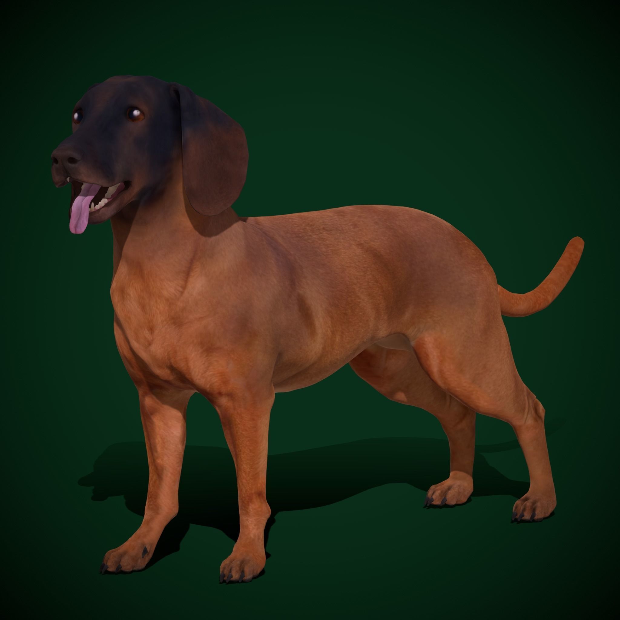 Bavarian Mountain Hound Dog Breed 3D model_8