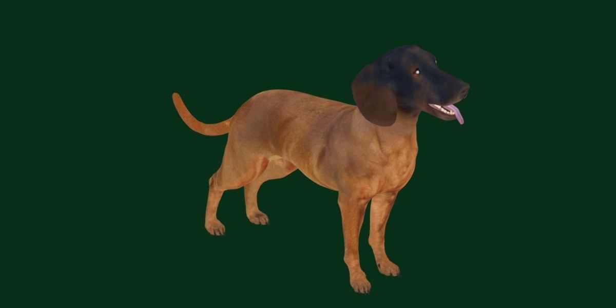 Bavarian Mountain Hound Dog Breed 3D model_12