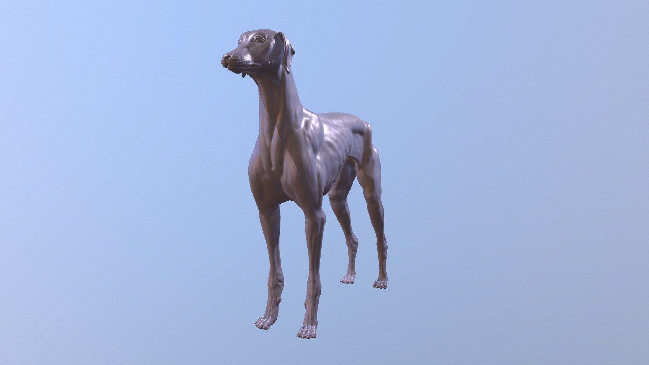 Greyhound Dog Realistic Free 3D model_2