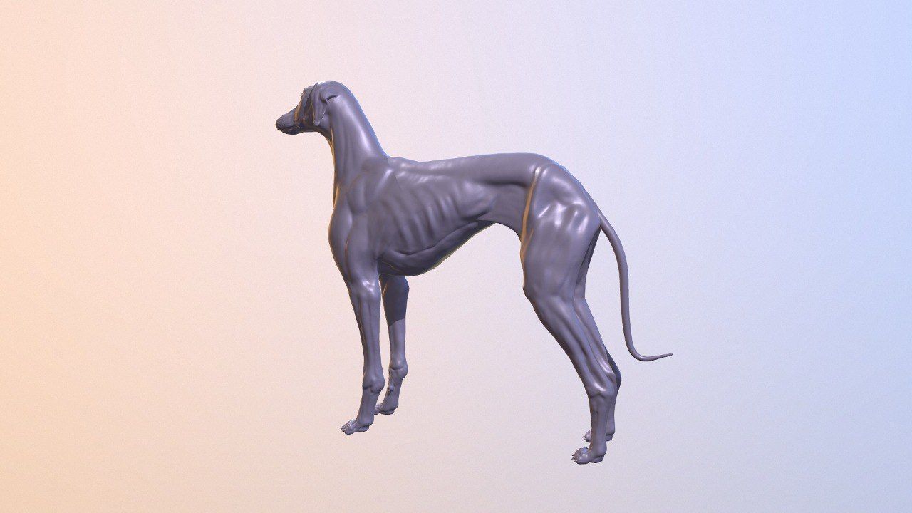 Greyhound Dog Realistic Free 3D model_3