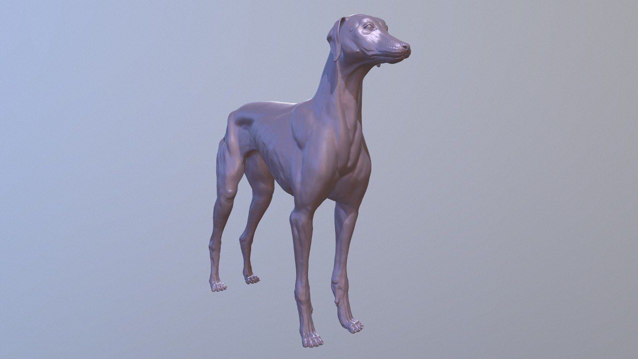 Greyhound Dog Realistic Free 3D model_1