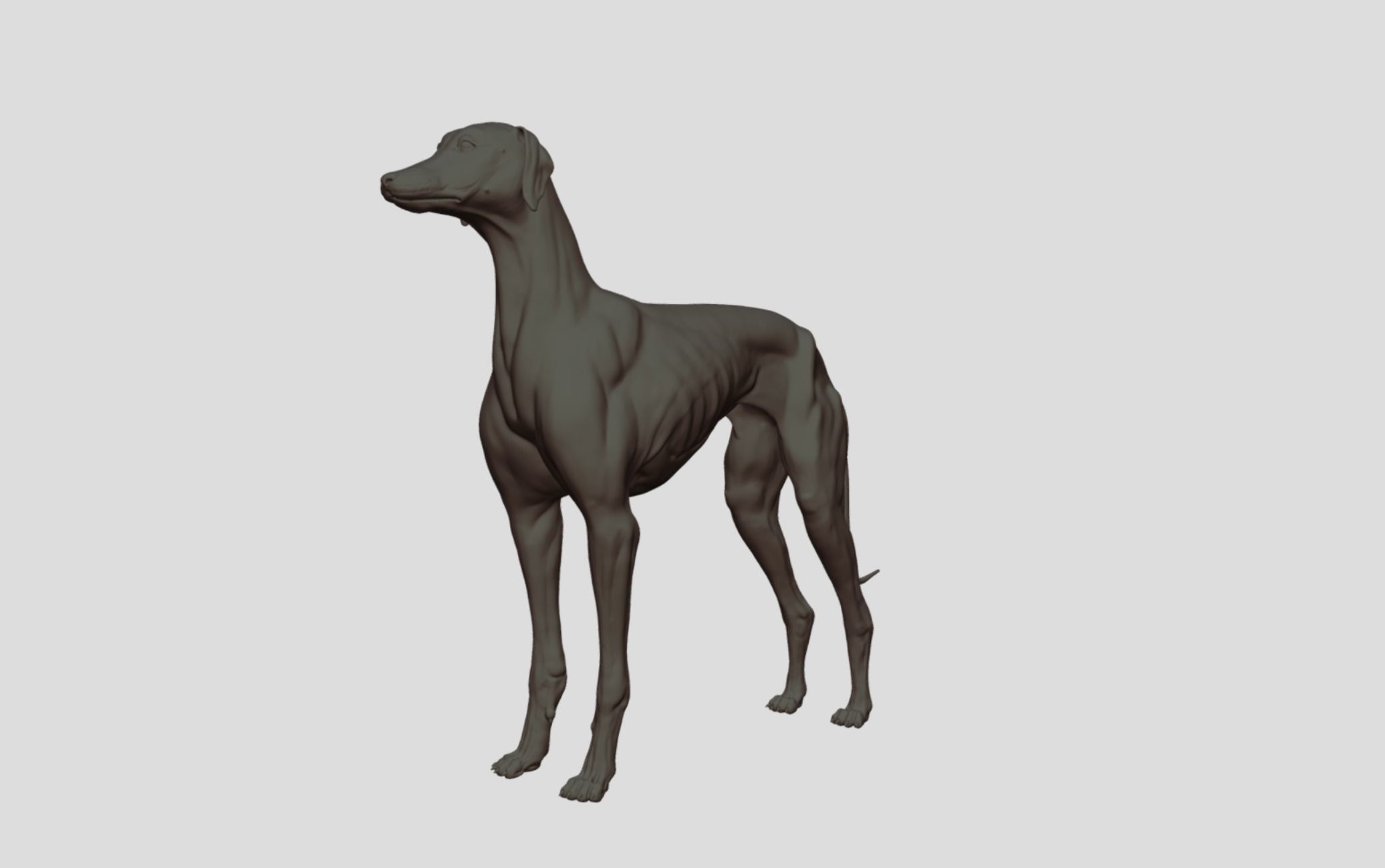 Greyhound Dog Realistic Free 3D model_5