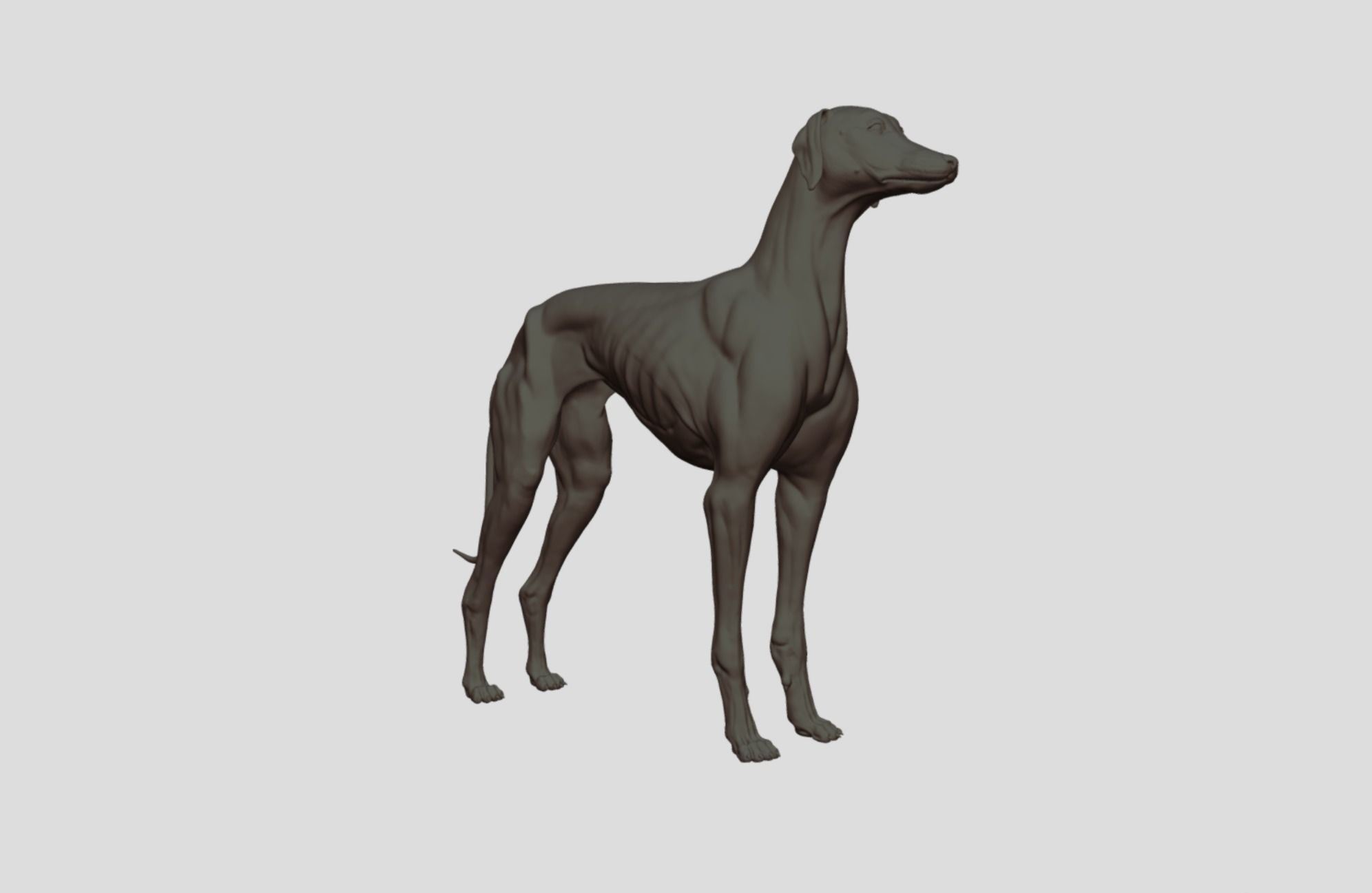 Greyhound Dog Realistic Free 3D model_7
