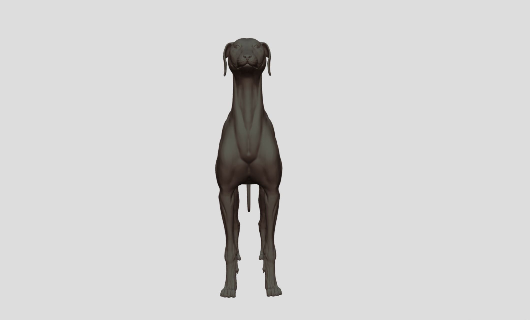 Greyhound Dog Realistic Free 3D model_6