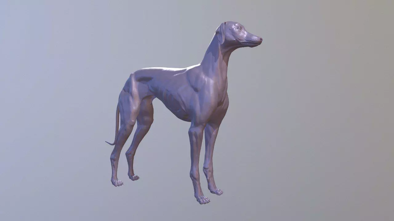 Greyhound Dog Realistic Free 3D model_0