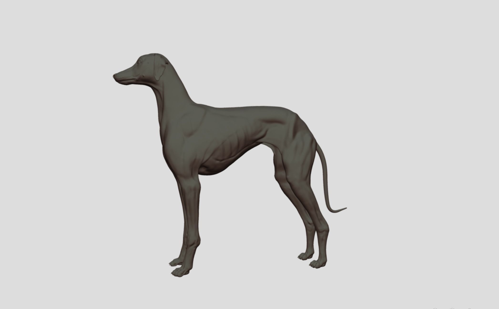 Greyhound Dog Realistic Free 3D model_4