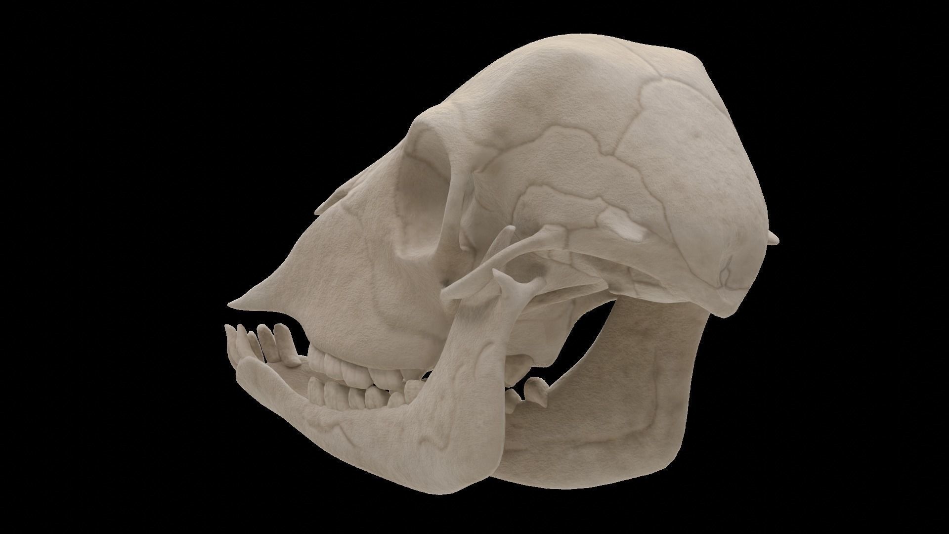 Lamb Skull Low-poly 3D model_4