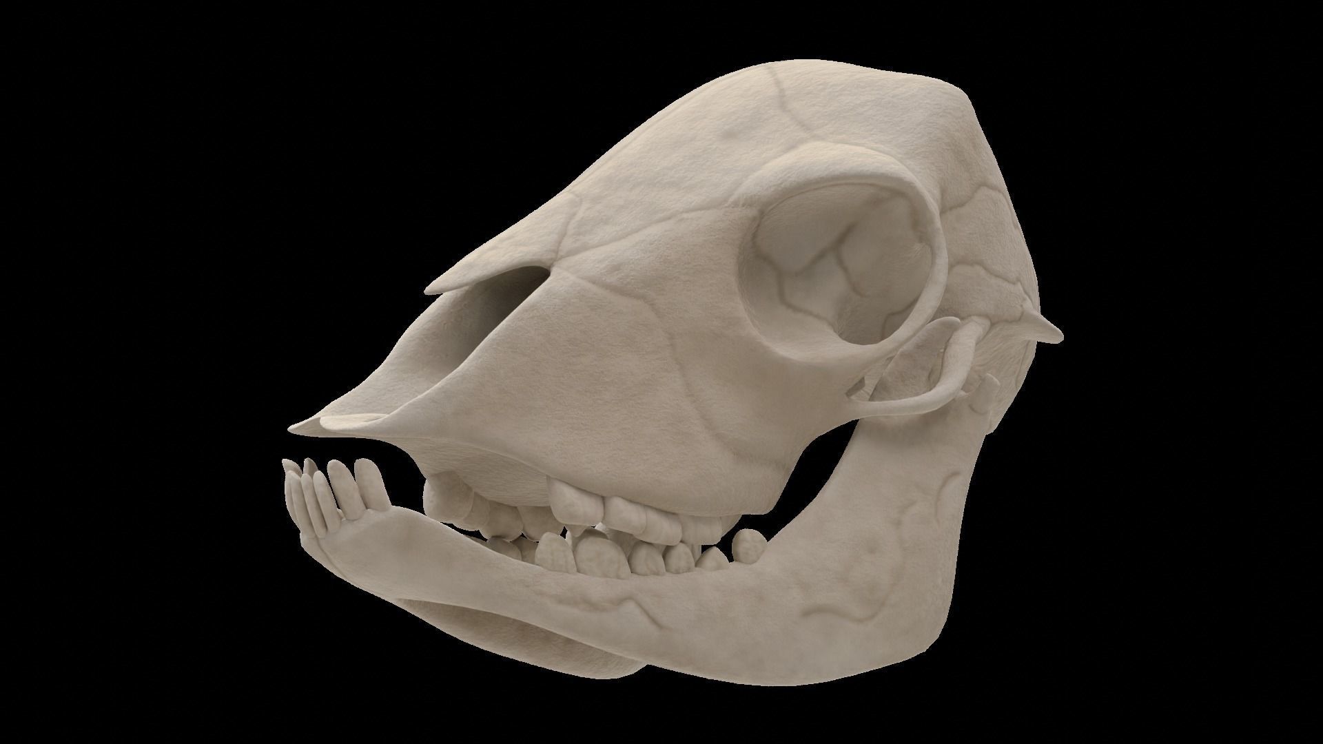 Lamb Skull Low-poly 3D model_6