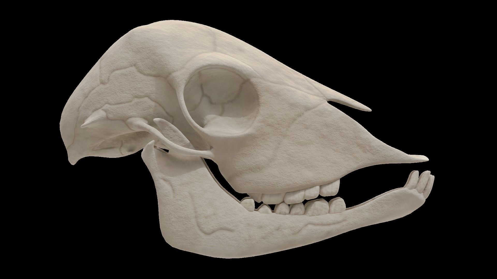 Lamb Skull Low-poly 3D model_1