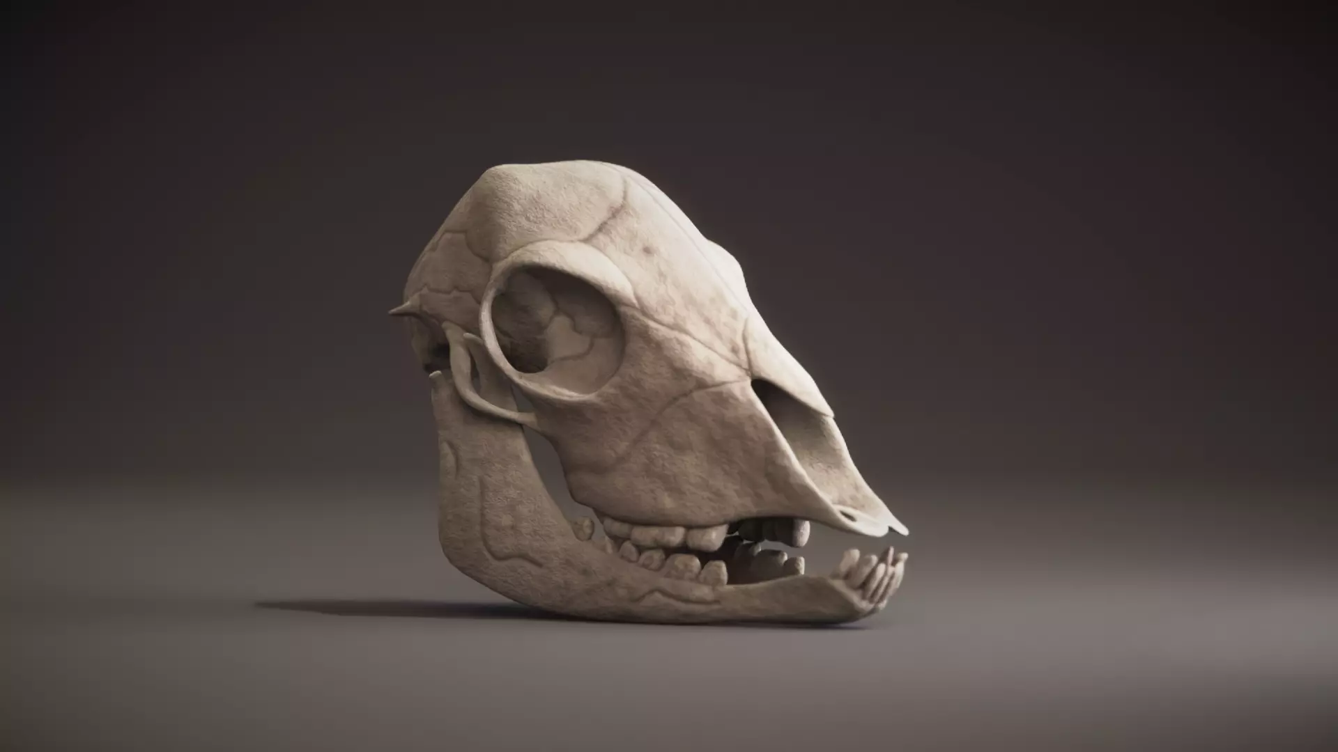 Lamb Skull Low-poly 3D model_0