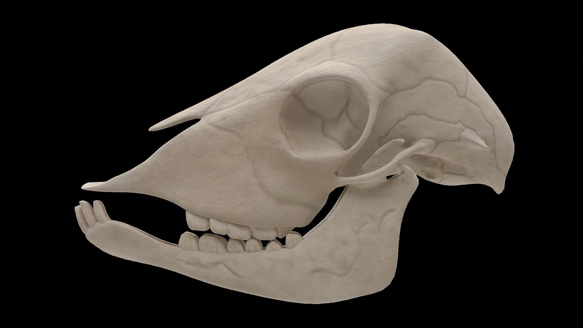 Lamb Skull Low-poly 3D model_5