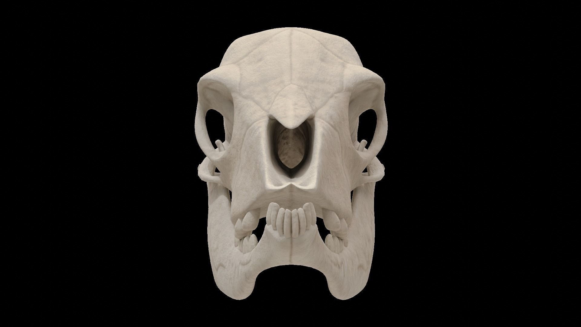 Lamb Skull Low-poly 3D model_7