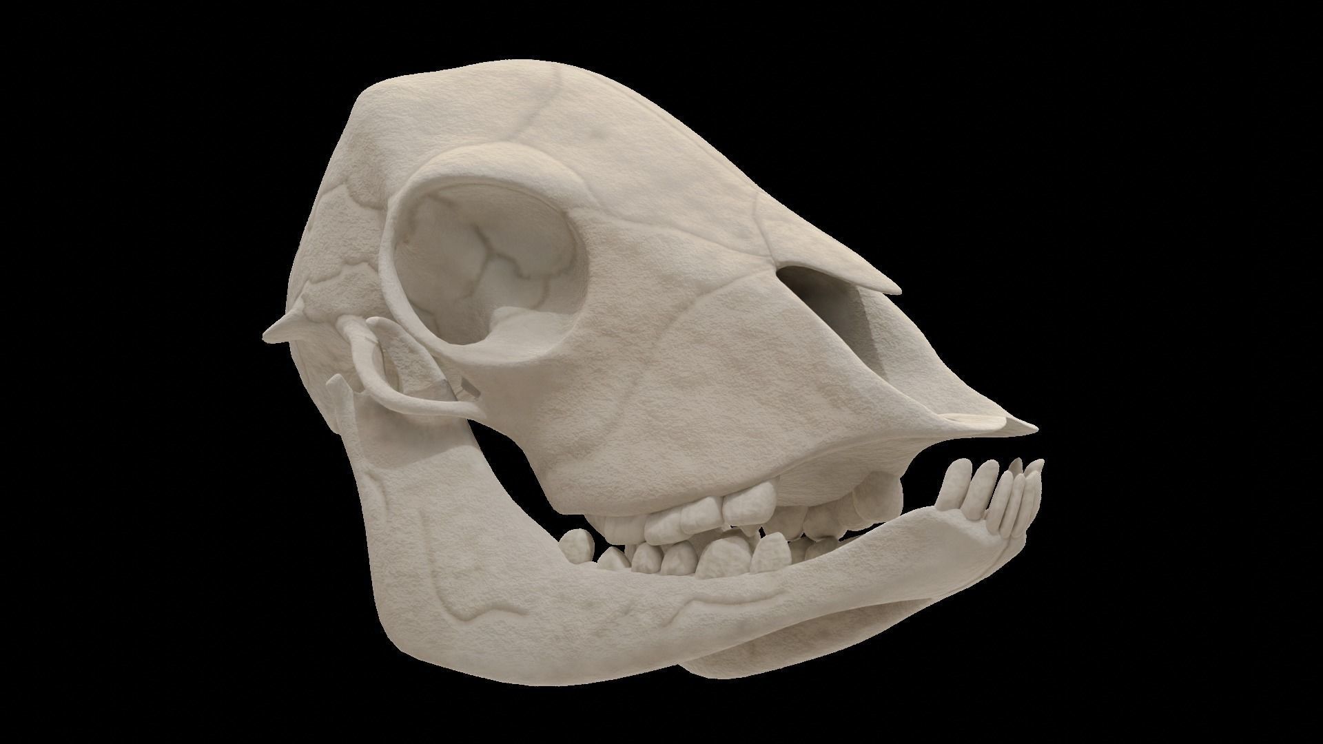 Lamb Skull Low-poly 3D model_8