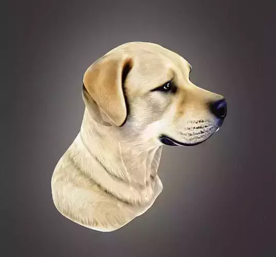 Labrador Retriever Bust 3D print model