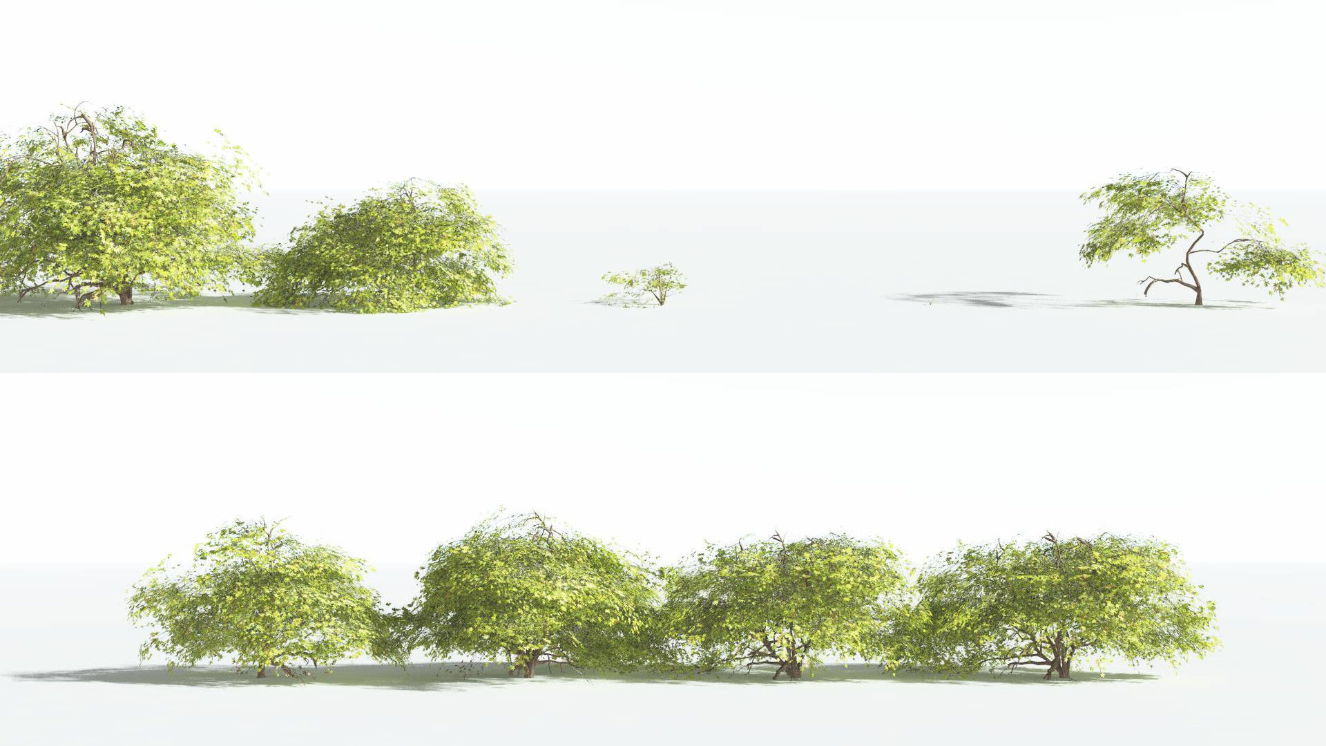 EVERYPlant Japanese Maple LowPoly 1 --18 Models-- Low-poly 3D model_2