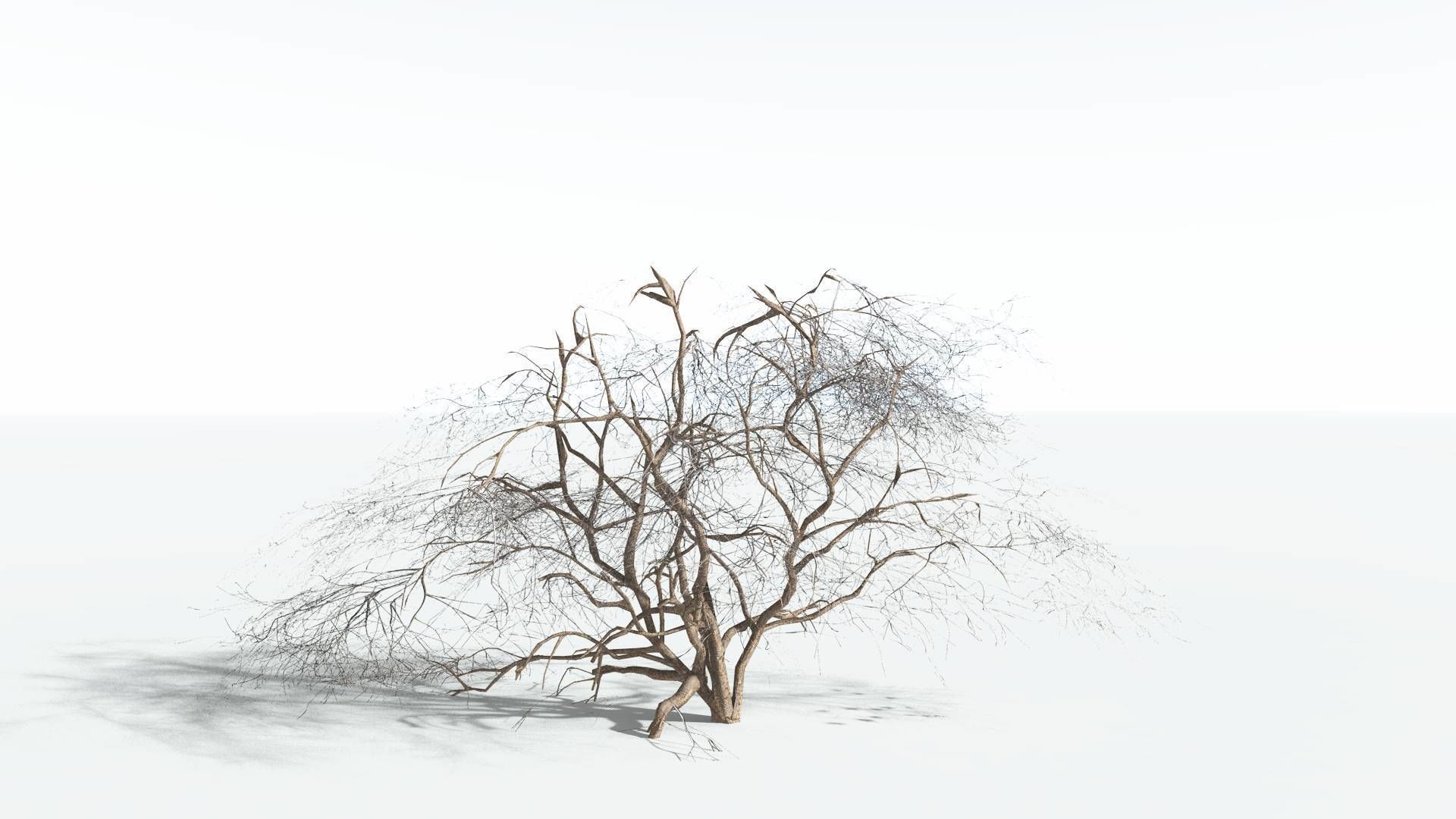 EVERYPlant Japanese Maple LowPoly 1 --18 Models-- Low-poly 3D model_9