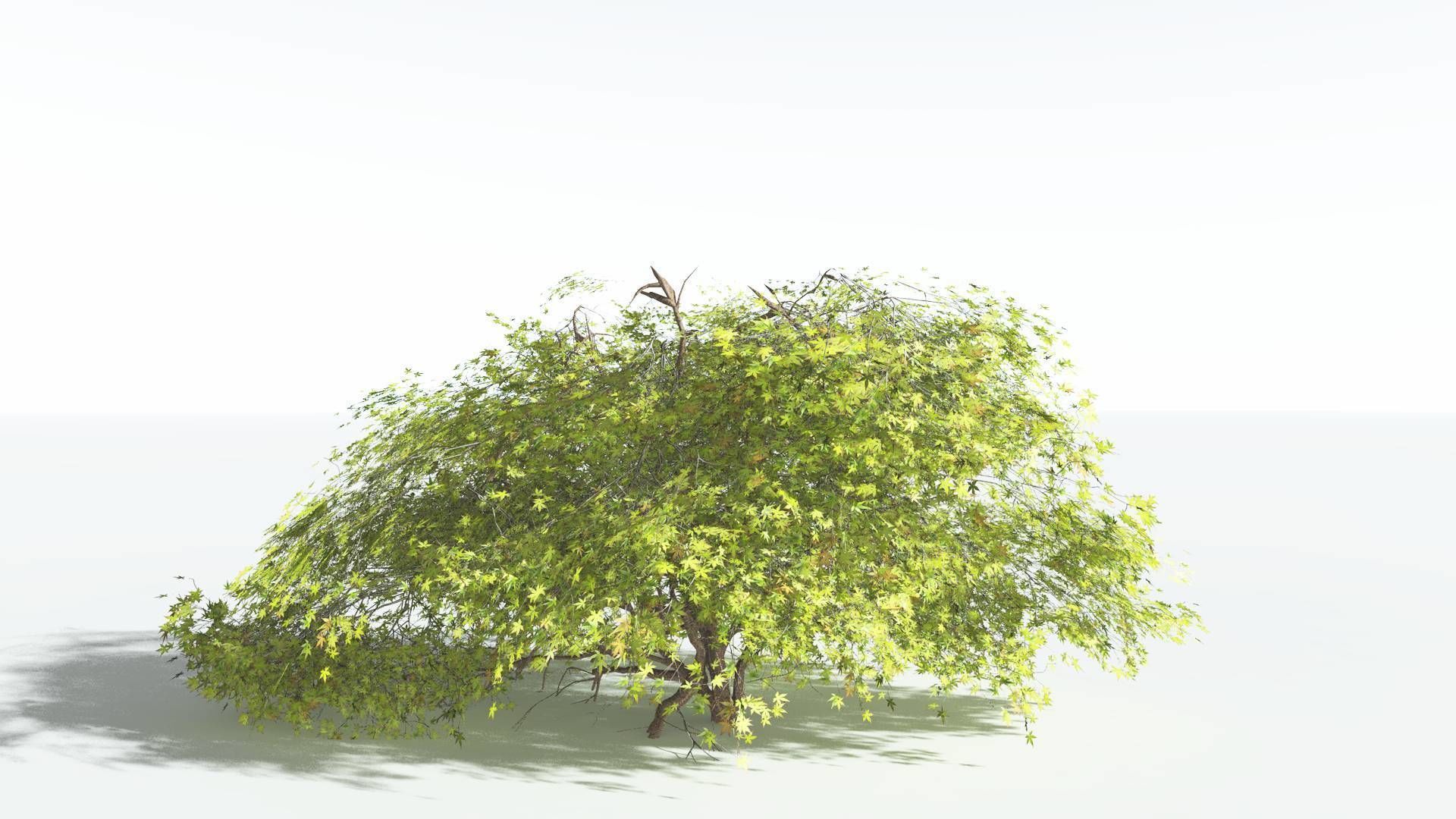 EVERYPlant Japanese Maple LowPoly 1 --18 Models-- Low-poly 3D model_11