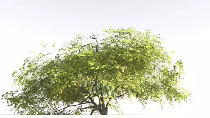 EVERYPlant Japanese Maple LowPoly 1 --18 Models--