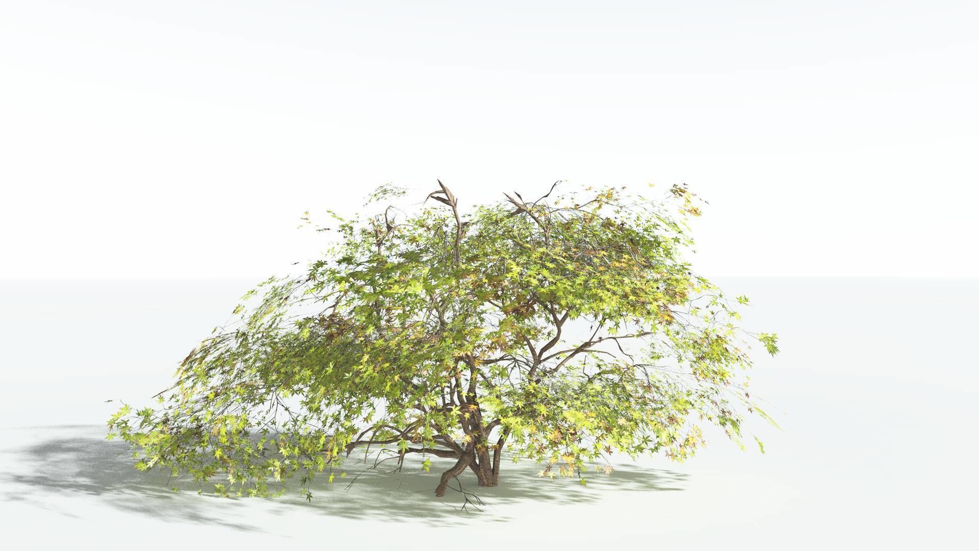 EVERYPlant Japanese Maple LowPoly 1 --18 Models-- Low-poly 3D model_13