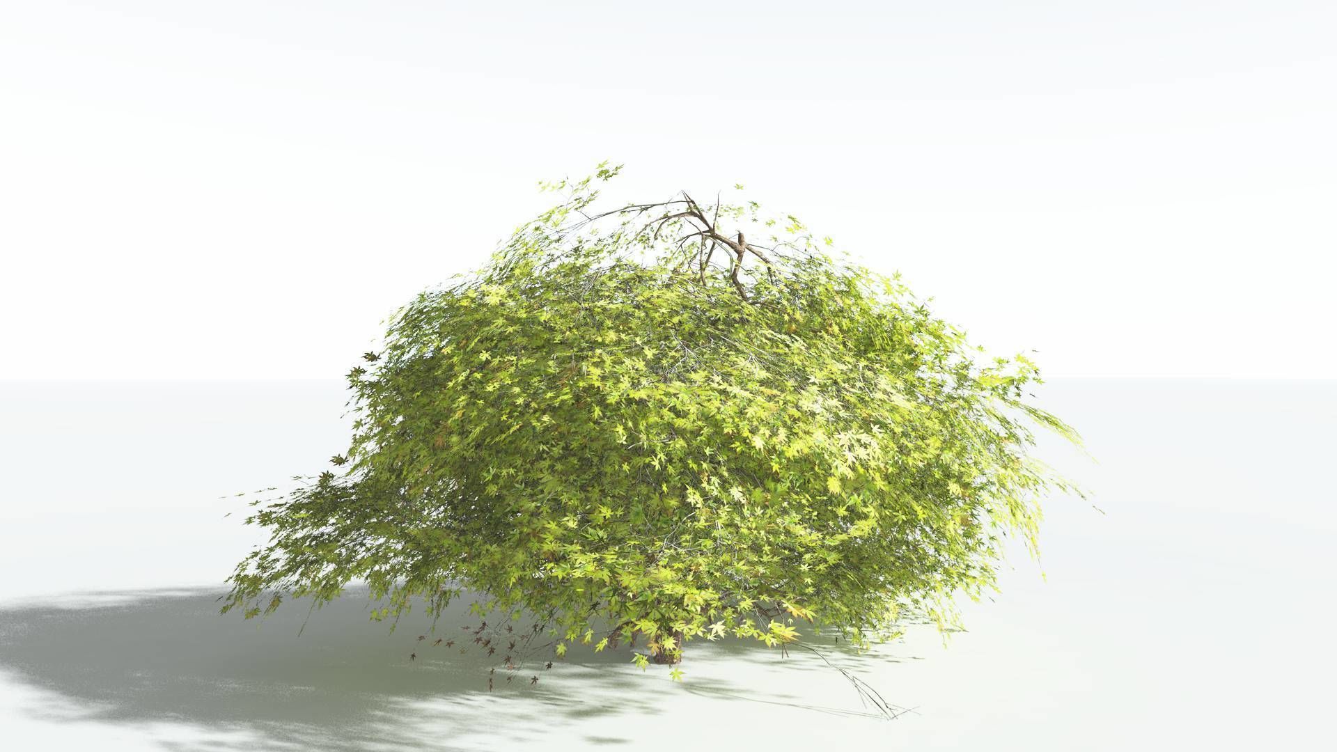 EVERYPlant Japanese Maple LowPoly 1 --18 Models-- Low-poly 3D model_33