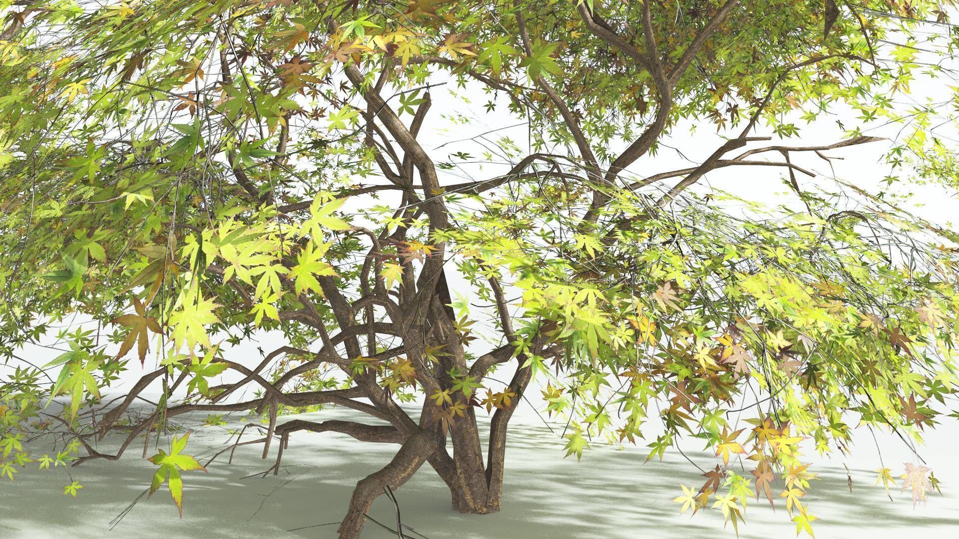 EVERYPlant Japanese Maple LowPoly 1 --18 Models-- Low-poly 3D model_14