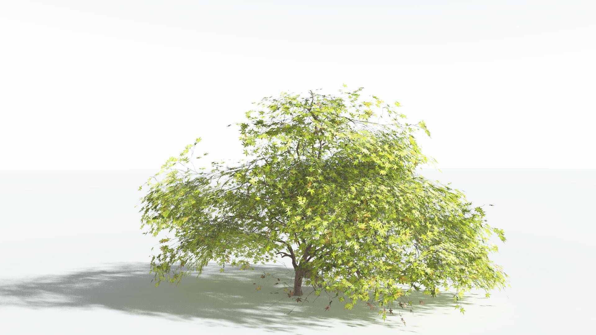 EVERYPlant Japanese Maple LowPoly 1 --18 Models-- Low-poly 3D model_31