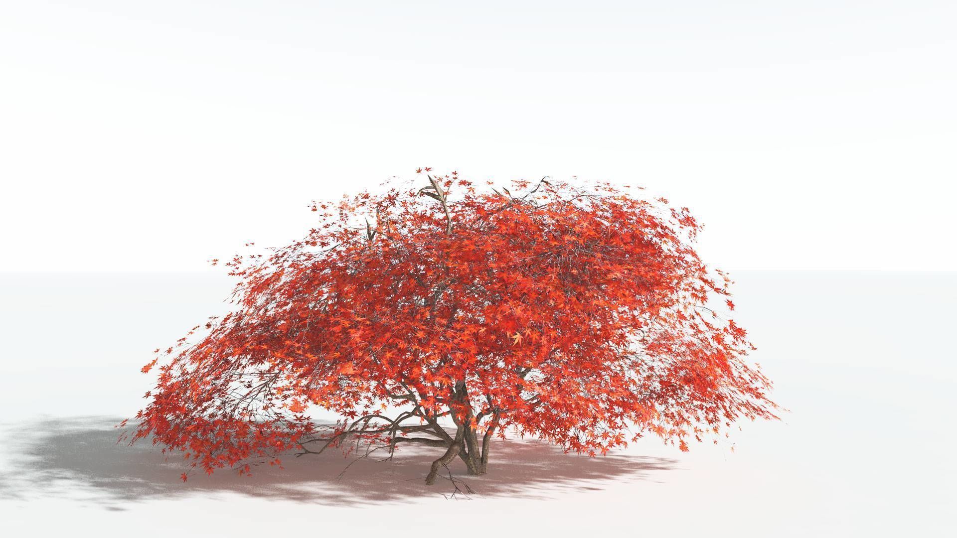 EVERYPlant Japanese Maple LowPoly 1 --18 Models-- Low-poly 3D model_7