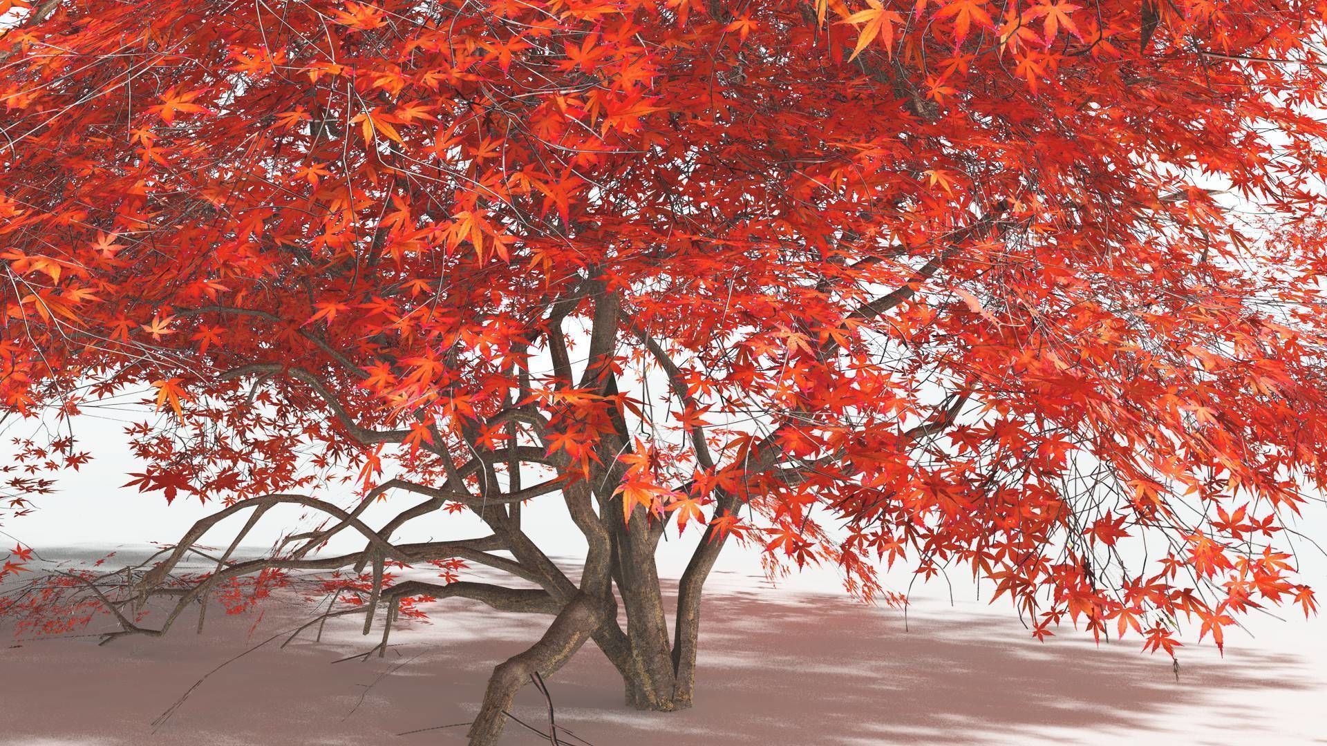 EVERYPlant Japanese Maple LowPoly 1 --18 Models-- Low-poly 3D model_8