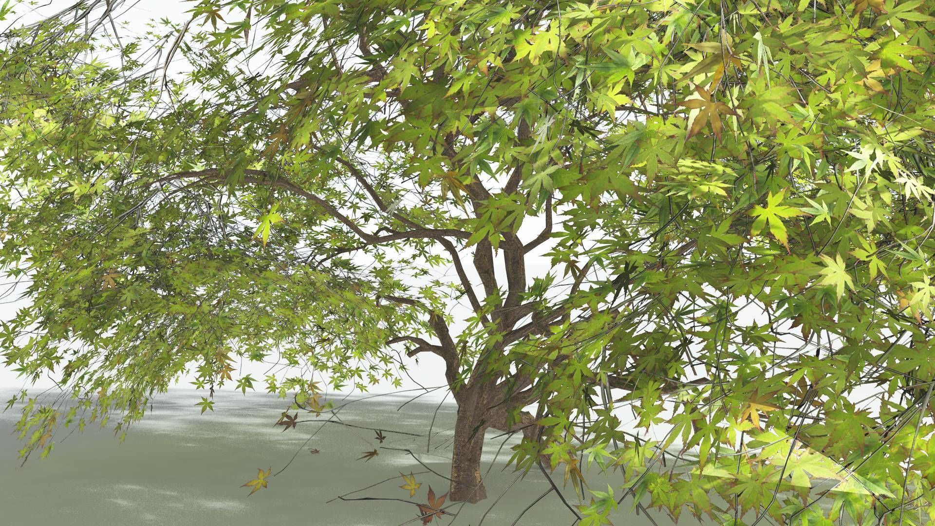 EVERYPlant Japanese Maple LowPoly 1 --18 Models-- Low-poly 3D model_32