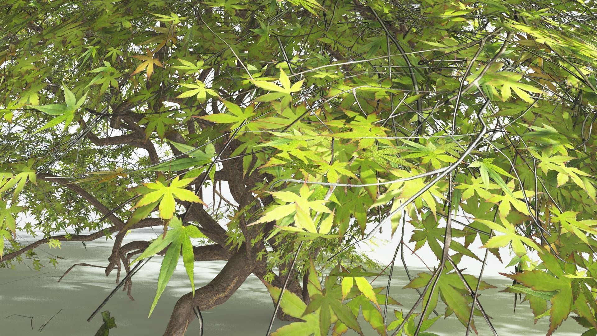 EVERYPlant Japanese Maple LowPoly 1 --18 Models-- Low-poly 3D model_22