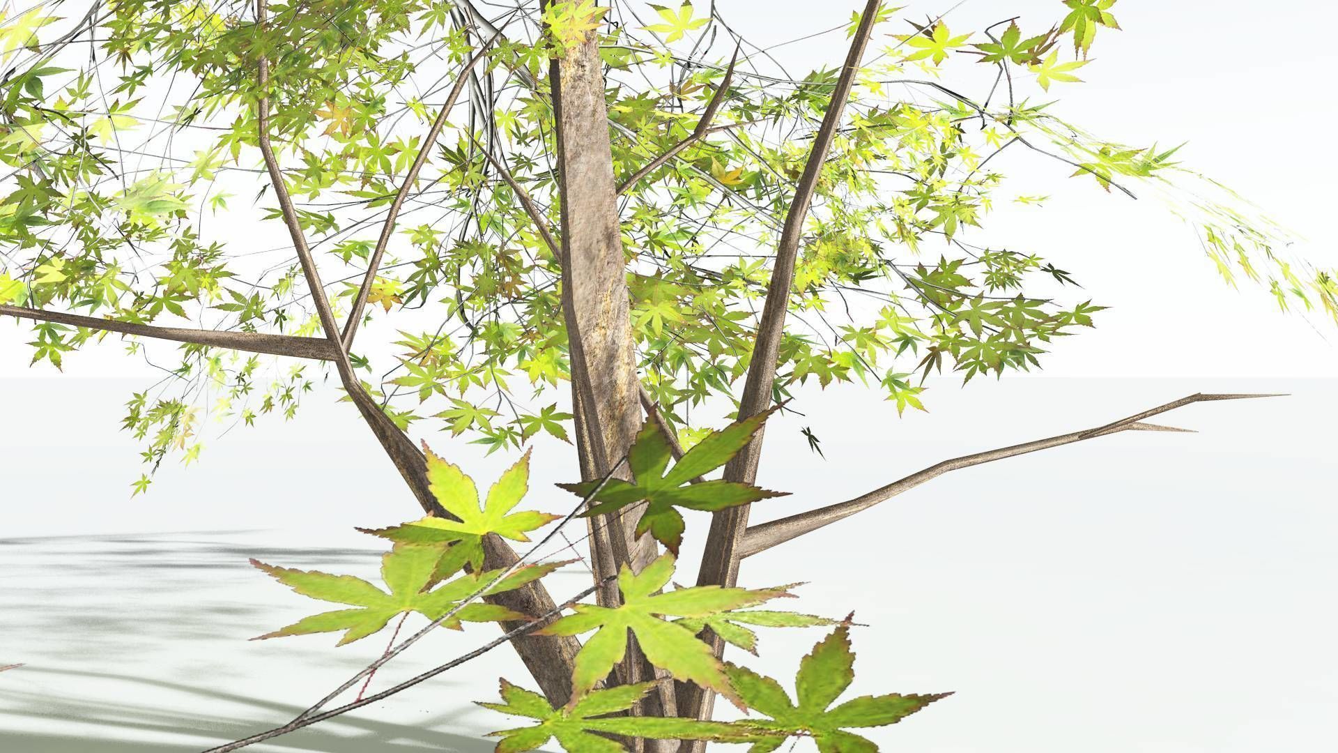 EVERYPlant Japanese Maple LowPoly 1 --18 Models-- Low-poly 3D model_26