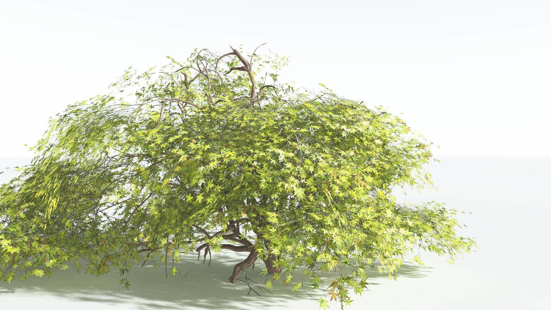 EVERYPlant Japanese Maple LowPoly 1 --18 Models-- Low-poly 3D model_21