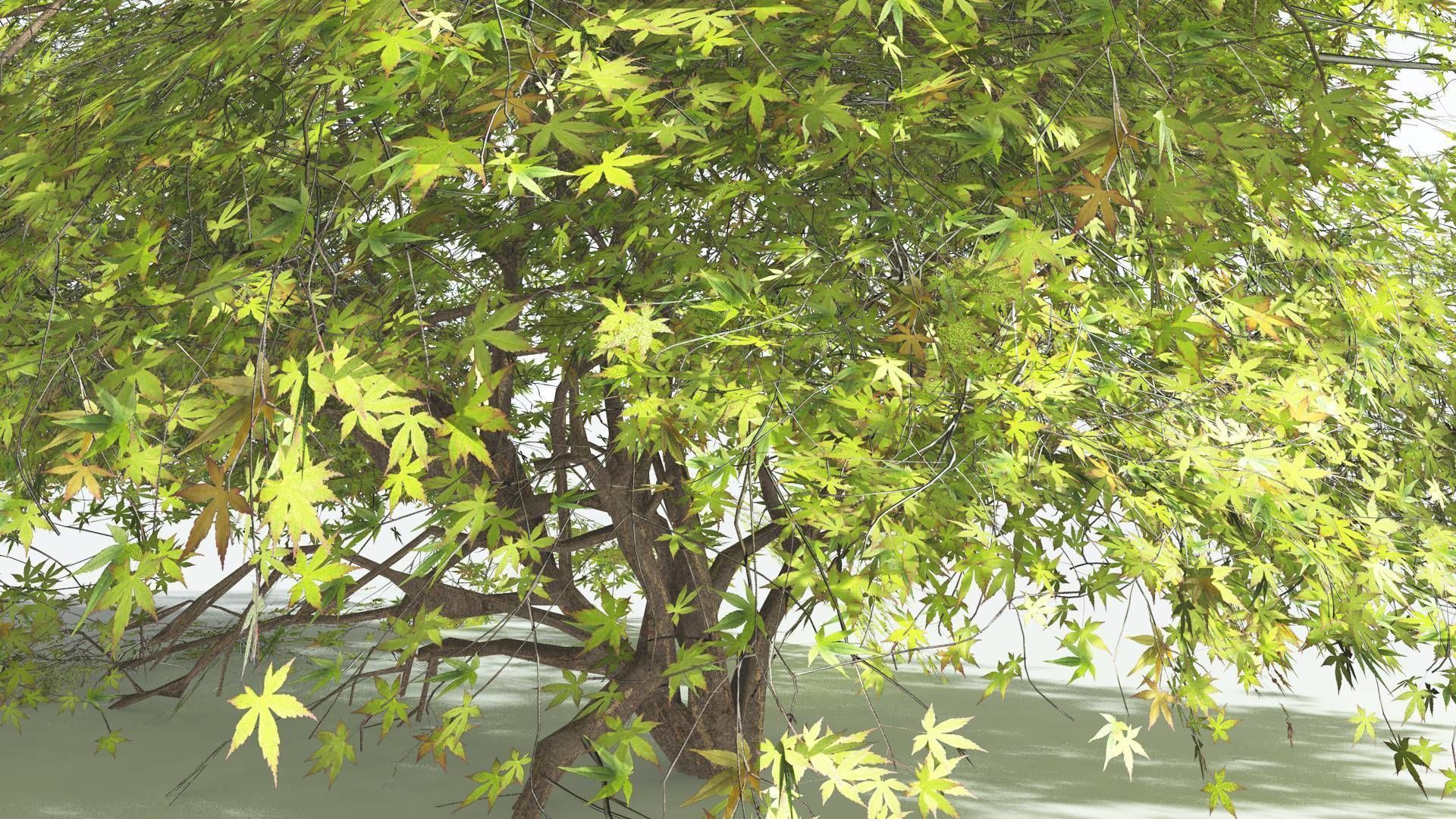 EVERYPlant Japanese Maple LowPoly 1 --18 Models-- Low-poly 3D model_36
