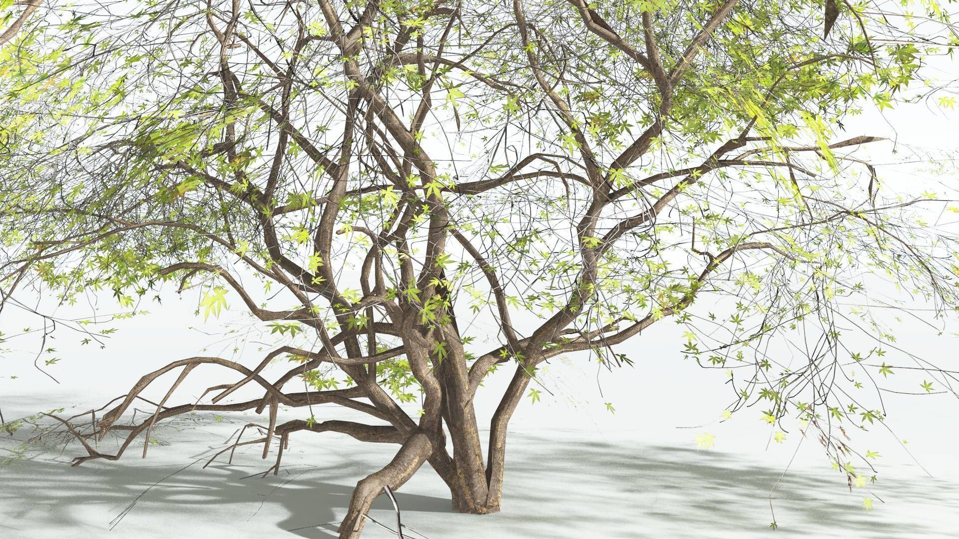 EVERYPlant Japanese Maple LowPoly 1 --18 Models-- Low-poly 3D model_6